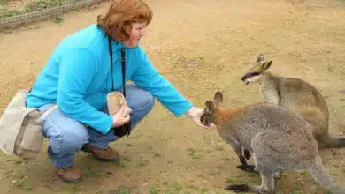 Halls Gap Zoo