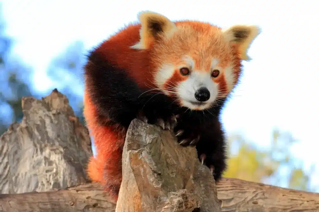 Red panda at Halls Gap Zoo 